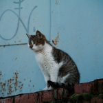 Гаражный дух