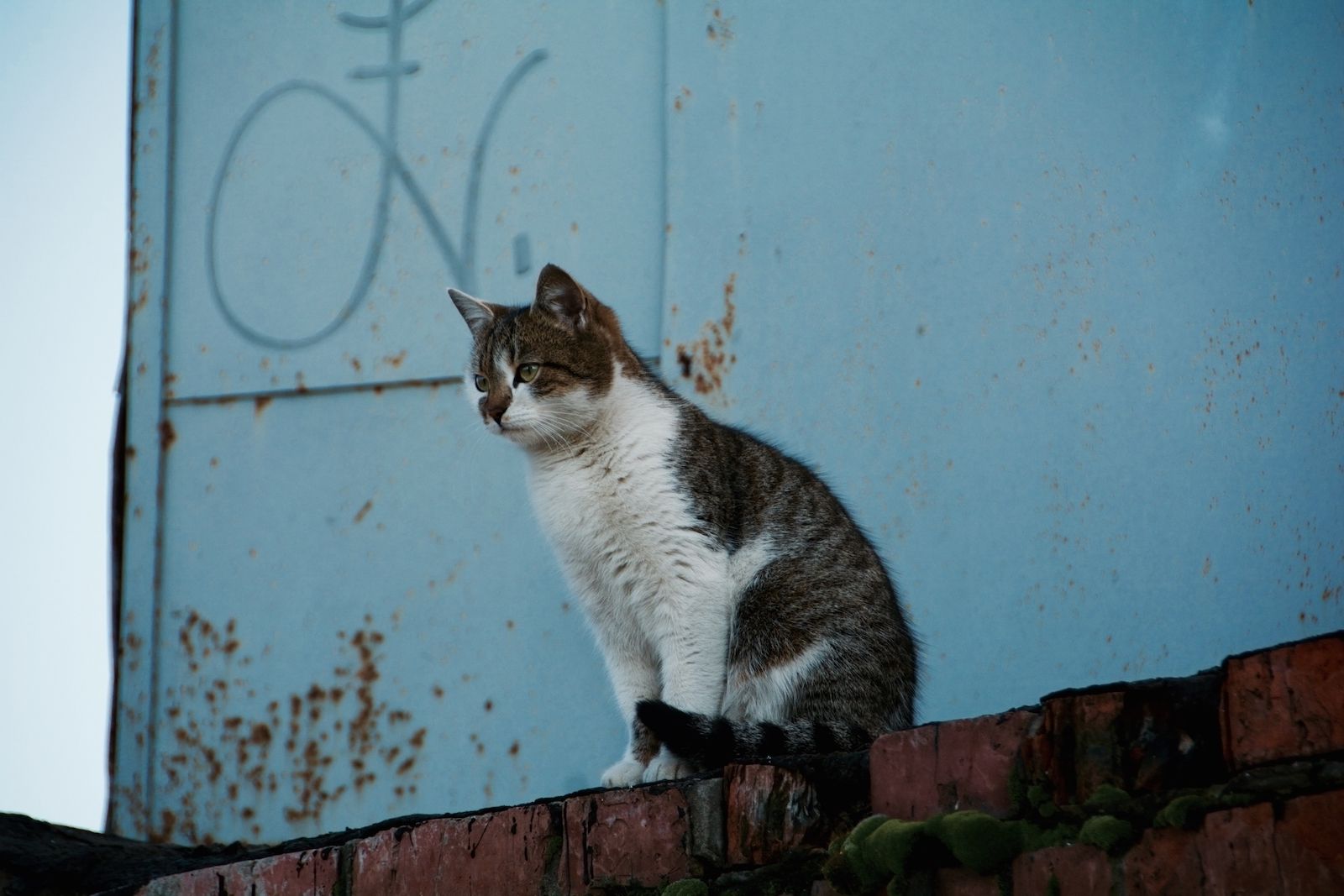 Гаражный дух