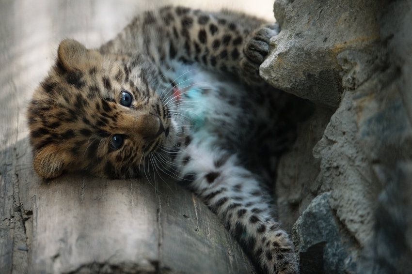 В Сочи родились переднеазиатские леопарды